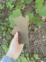 Acer pseudoplatanus