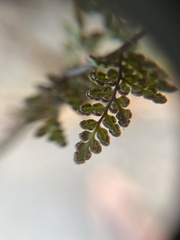 Oeosporangium