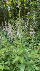 Aconitum septentrionale