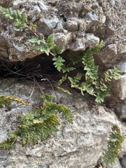 Oeosporangium