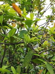 Syzygium samarangense