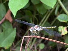 Libellula vibrans