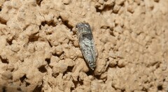 Ofatulena duodecemstriata