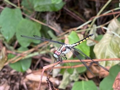 Libellula vibrans