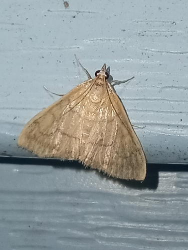 Common Hahncappsia Moth photo 3