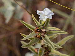 Distimake tomentosus