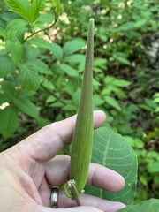 Asclepias variegata