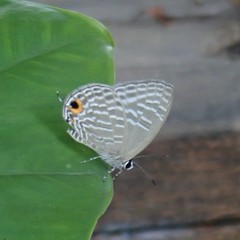 Jamides alecto dromicus