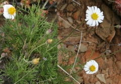 Garuleum bipinnatum