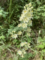 Melanthieae