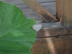 Jamides alecto dromicus