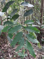 Prunus myrtifolia