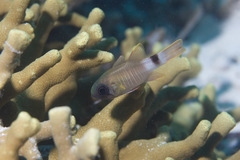 Multi-Barred Cardinalfish photo 2