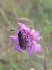 Zygaena viciae
