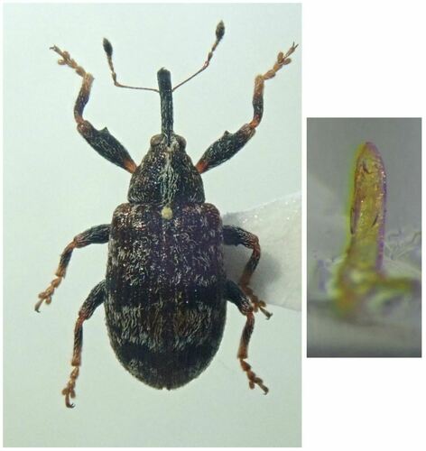 Anthonomus multifasciatus