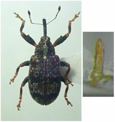 Anthonomus multifasciatus