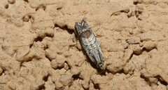 Ofatulena duodecemstriata