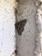 Ascotis fortunata