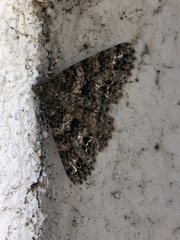 Ascotis fortunata