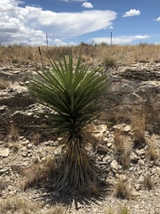 Yucca treculiana