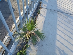 Washingtonia