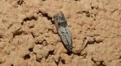 Ofatulena duodecemstriata