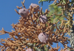 Walshomyia juniperina