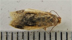 Hypena humuli
