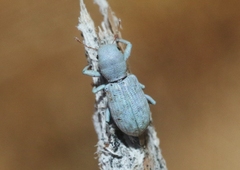 Pandeleteinus submetallicus