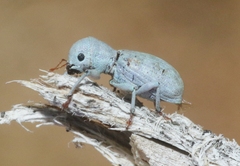 Pandeleteinus submetallicus