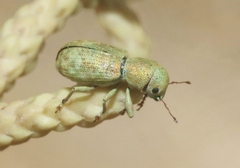 Pandeleteinus submetallicus