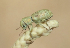 Pandeleteinus submetallicus