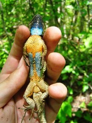 Sceloporus melanorhinus