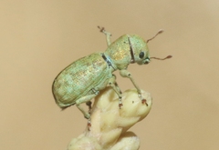 Pandeleteinus submetallicus