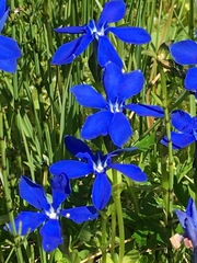 Gentiana bavarica bavarica