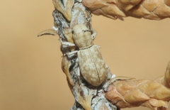 Pandeleteinus submetallicus