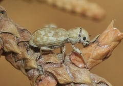 Pandeleteinus submetallicus