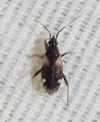 Fulvius anthocoroides