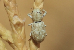 Pandeleteinus submetallicus