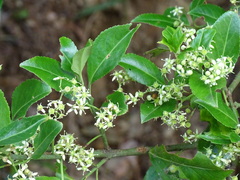 Euonymus spraguei