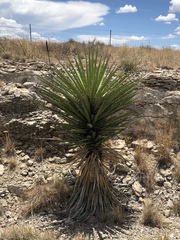 Yucca treculiana