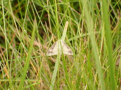 Evergestis pallidata
