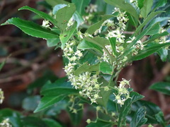 Euonymus spraguei
