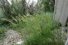 Bromus cappadocicus