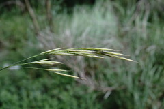 Bromus cappadocicus