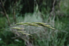 Bromus cappadocicus