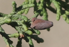 Walshomyia juniperina