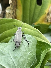 Epicauta