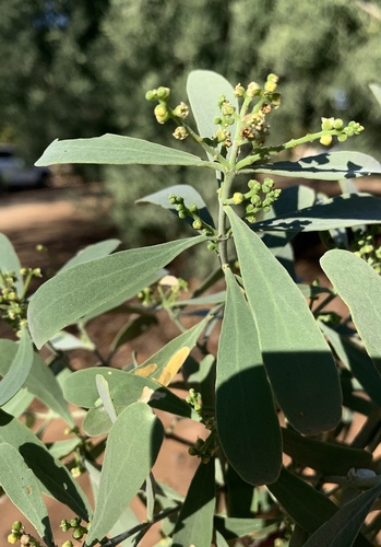 Salvadora angustifolia