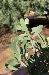 Salvadora australis